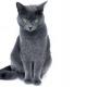 Obrazek użytkownika Szary Kot